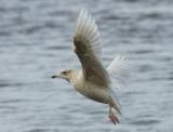 A medium-size gull, smaller than most herring gulls. It has a rounded head and smallish beak, giving it a dove-like expression. It has very pale plumage and white wing tips, and, like the glaucous gull, it is sometimes referred to as a 'white-winged' gull. It is a winter visitor, with small numbers of birds, usually seen singly. It breeds in the Arctic and winters as far south as New York and Britain.
